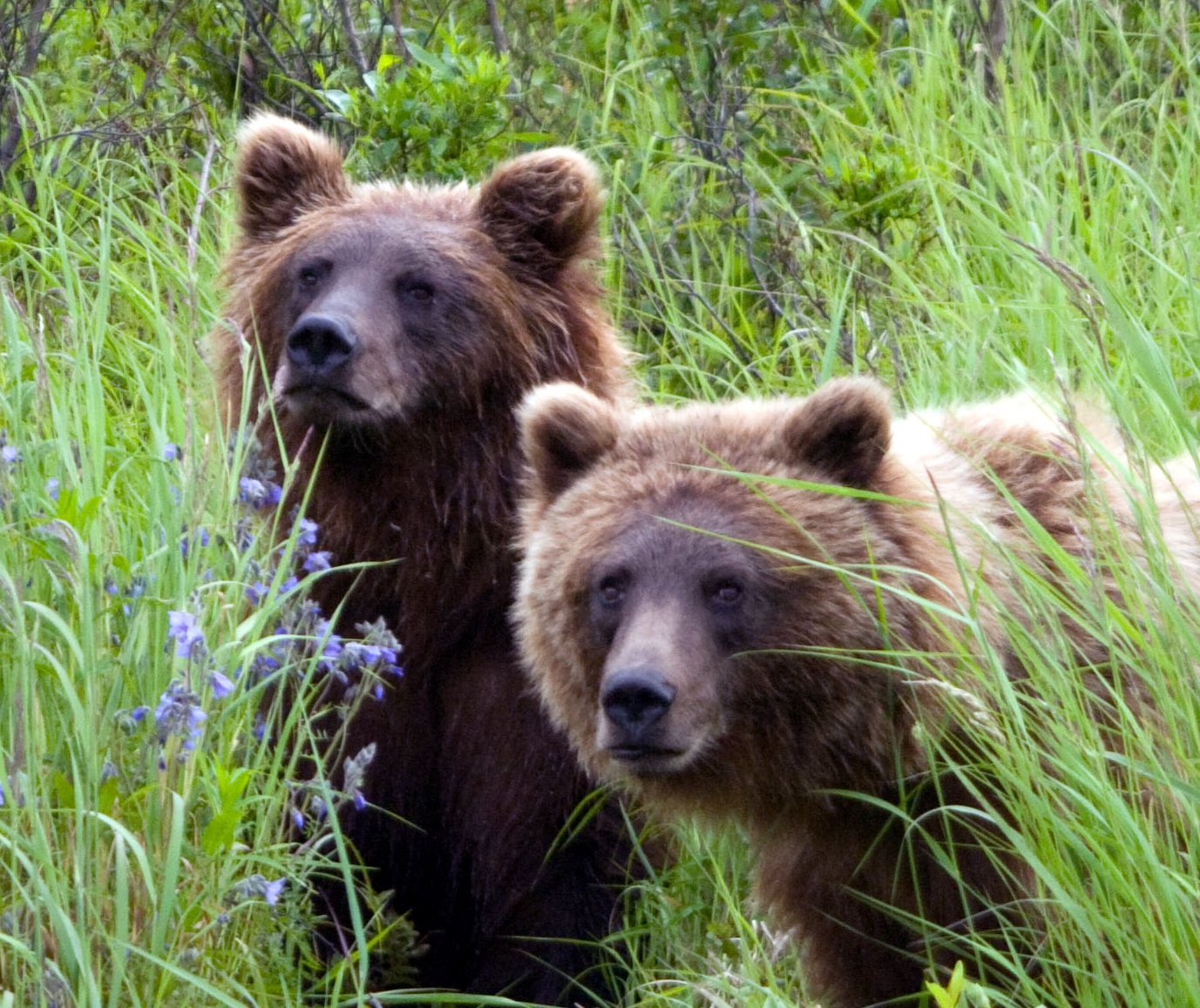 Alaska Summer Trips